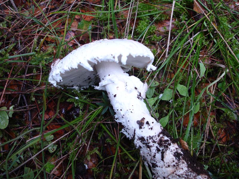 2 dic.2 Murgia barese (Amanita strobiliformis)